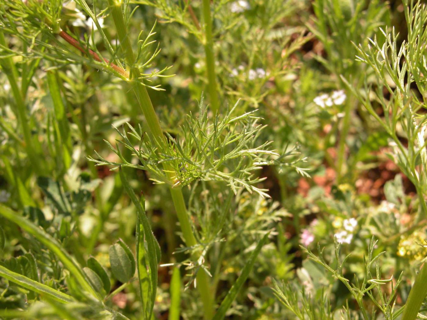 Pheasant's Eye, Pyrennean leaf